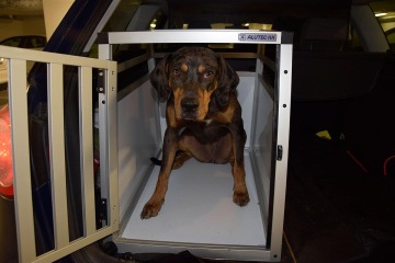 fenka Bowie v transportní kleci ALUTEC KK Hobby